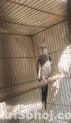 ২ জোড়া ককাটেল। ৩টি টেম